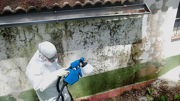 Trusted Mold Remediation service in Kentucky, KY - Cheap Mold Removal